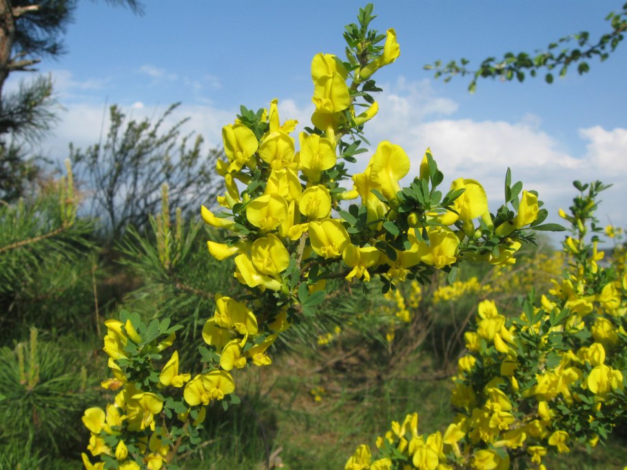 Cytisus scoparius