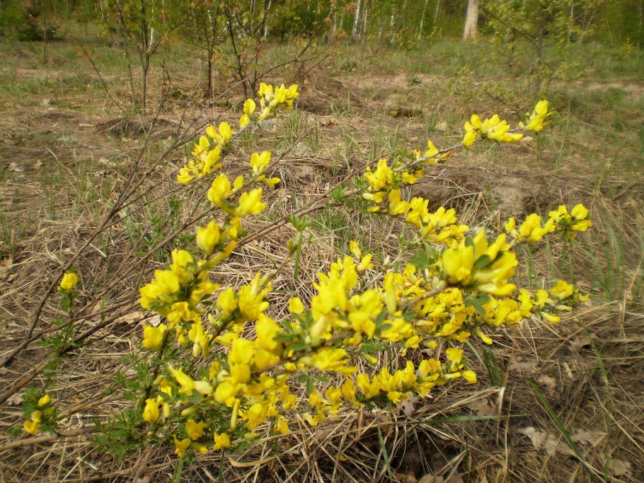 Ракитник русский (Chamaecytisus ruthenicus)