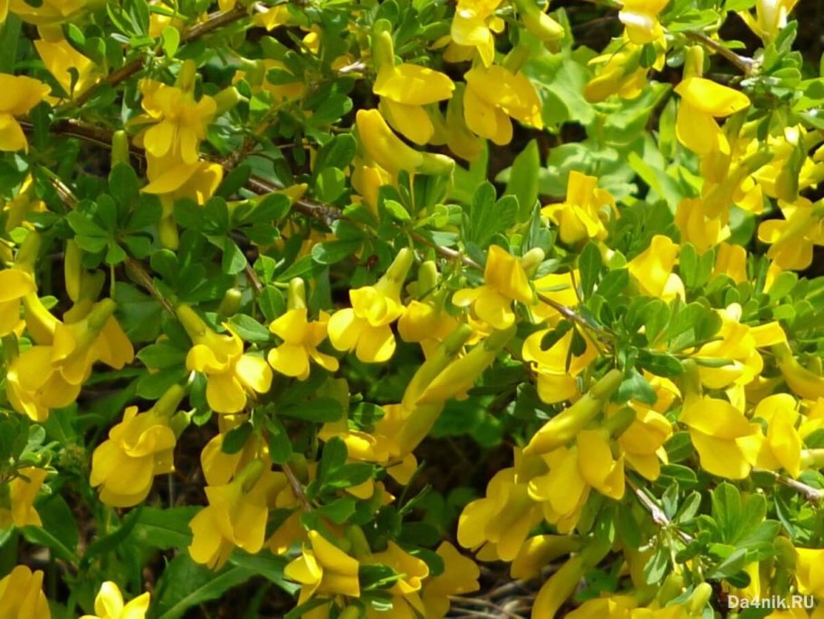 Ракитник Голдфинч