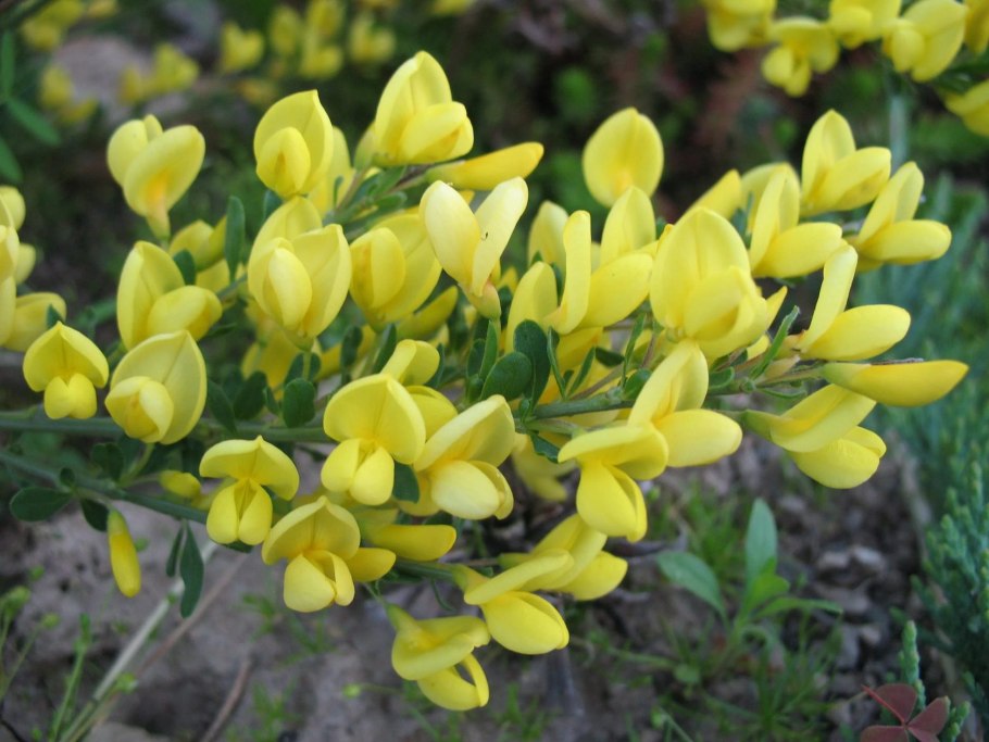 Chamaecytisus ruthenicus