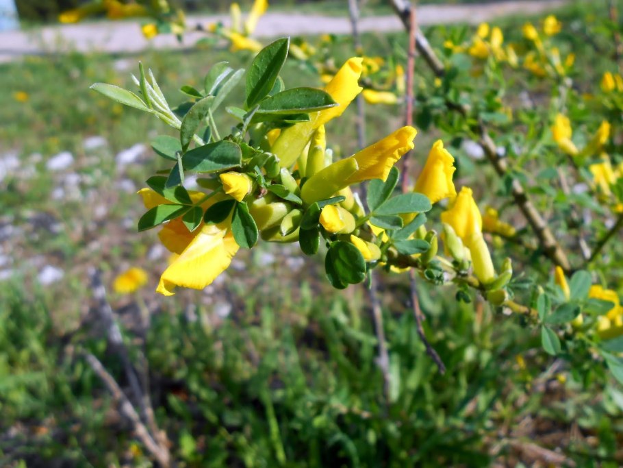 Альпийский ракитник