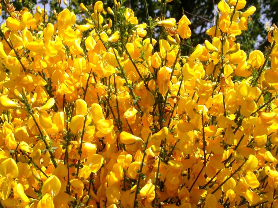 Ракитник растение