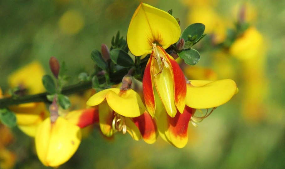 Ракитник венечный