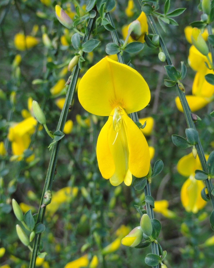 Ракитник Дрок