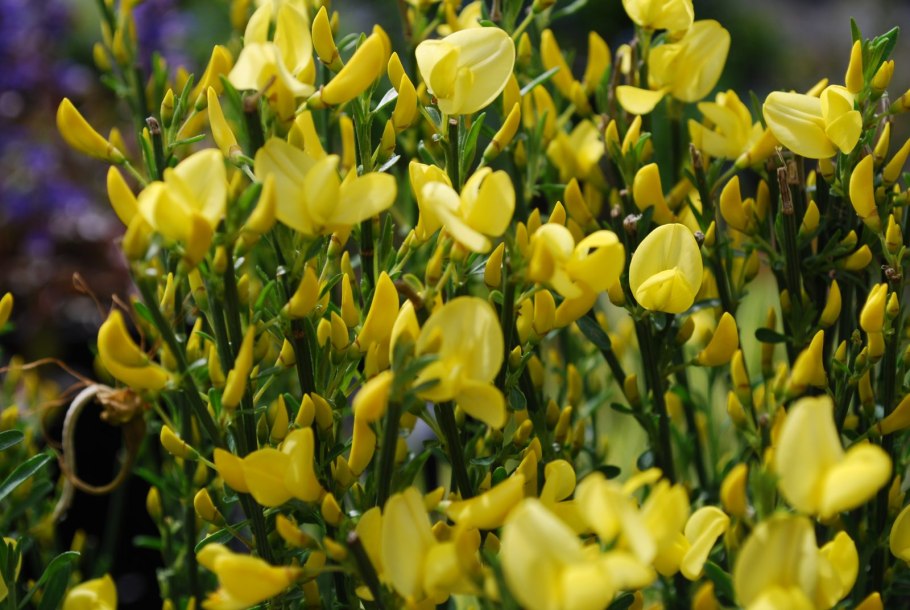 Cytisus decumbens
