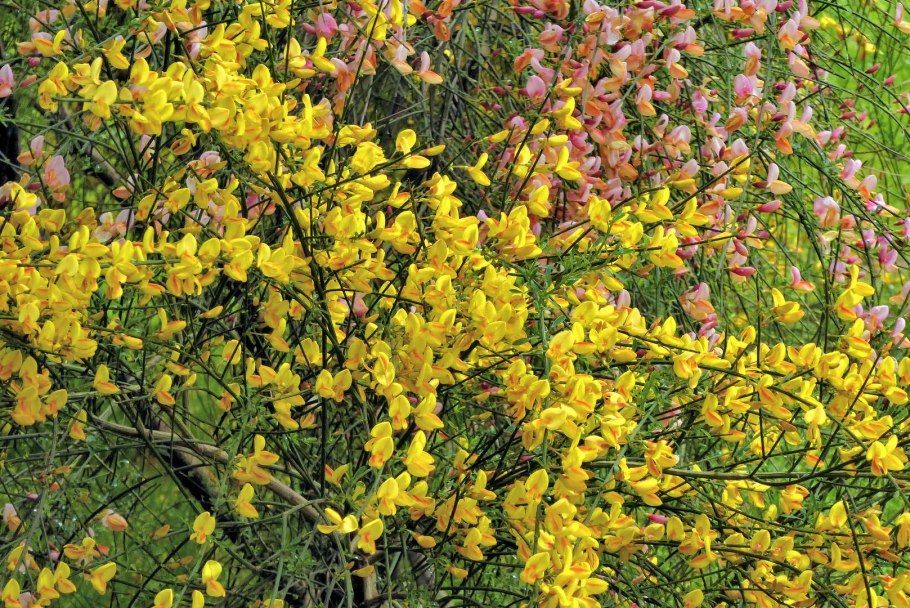 Cytisus decumbens