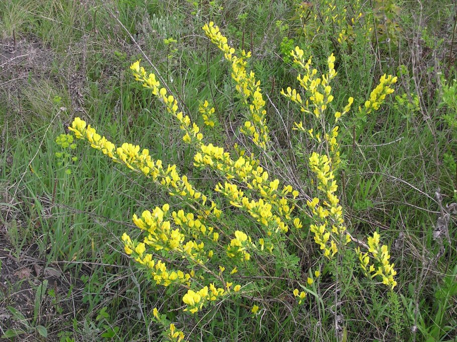 Ракитник Джонсон Кримсон