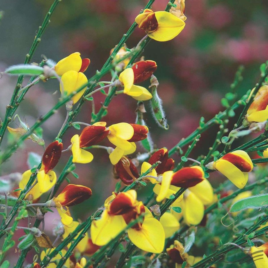 Cytisus decumbens