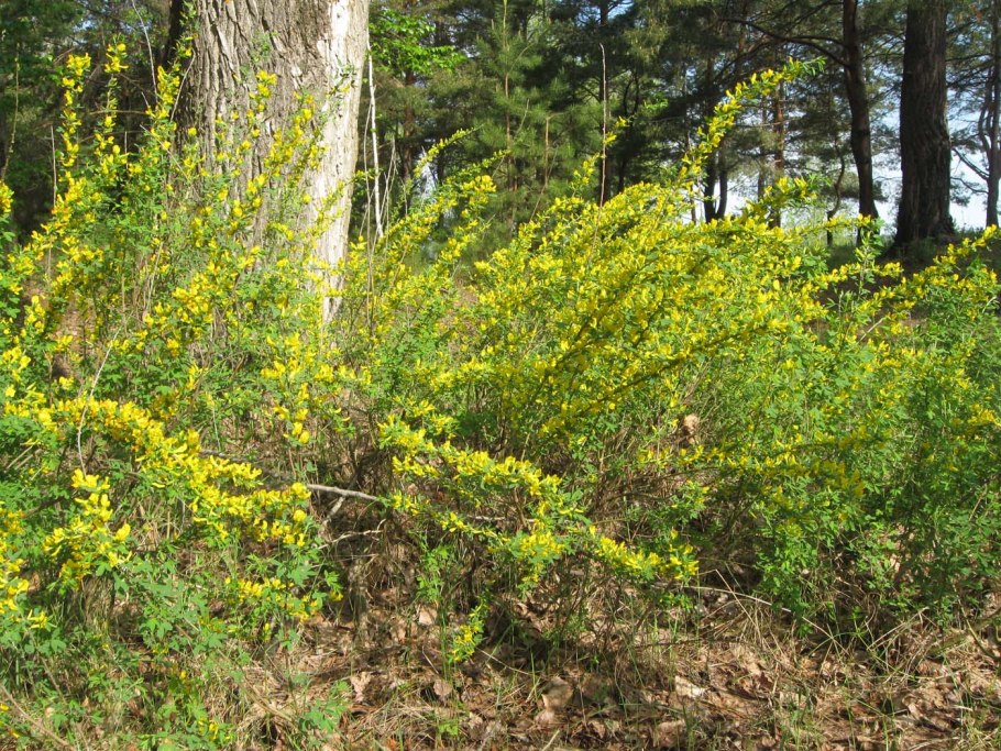 Ракитник Лесной кустарник
