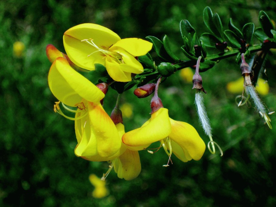 Cytisus scoparius