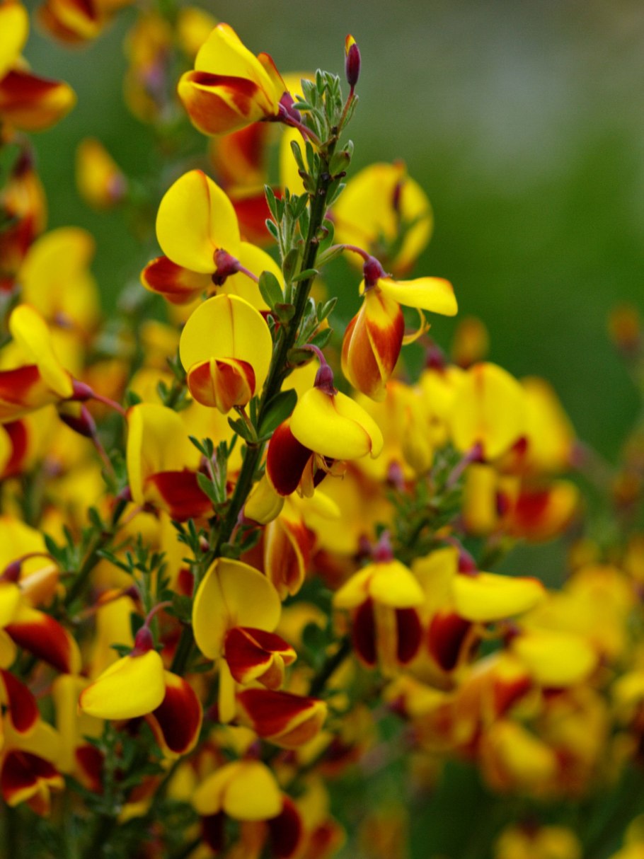 Ракитник обыкновенный