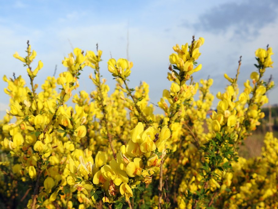 Ракитник Сибирский