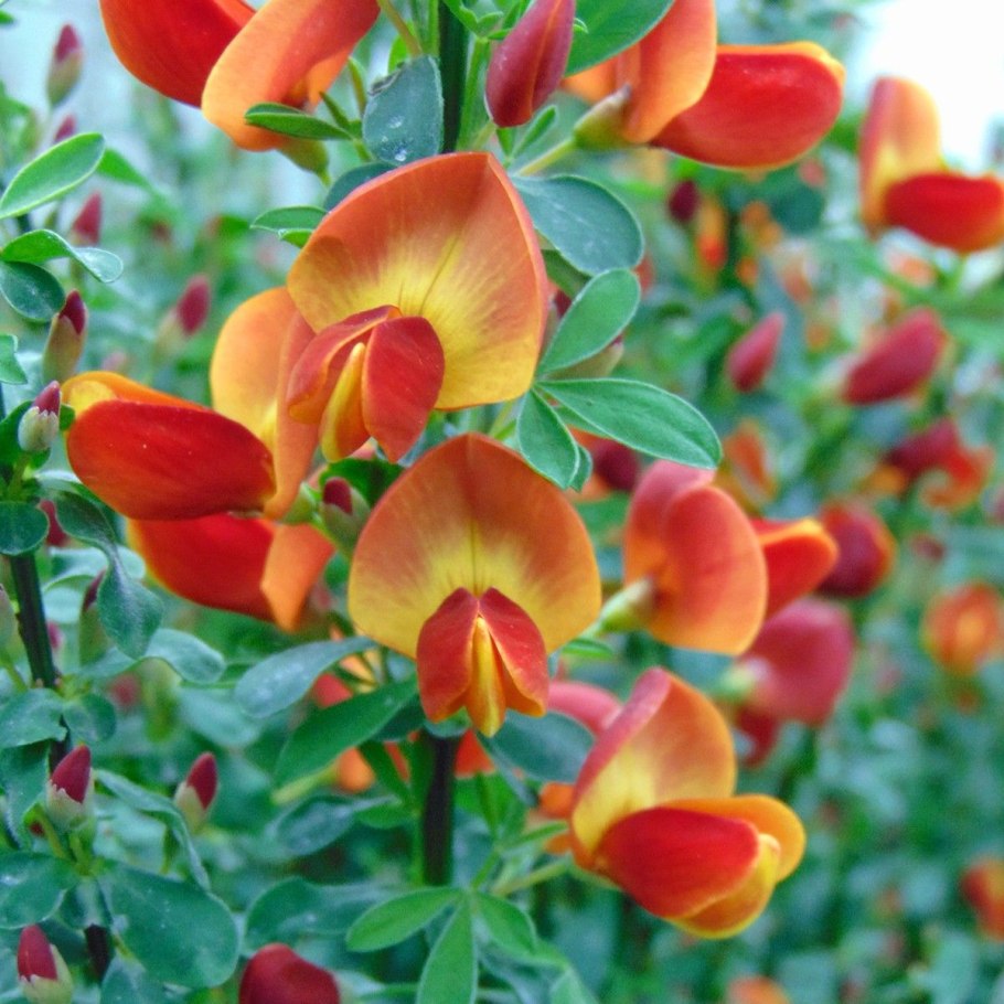 Ракитник cytisus lena