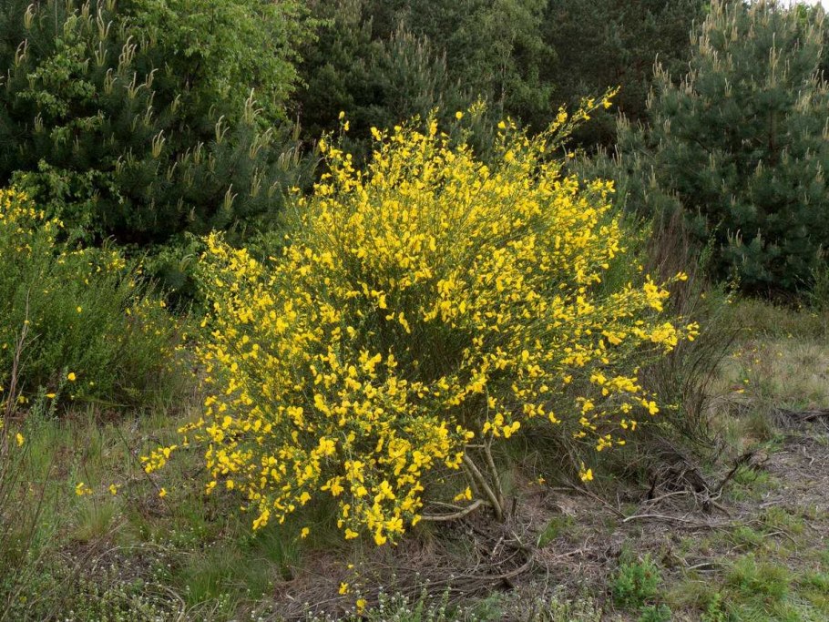 Ракитник венечный