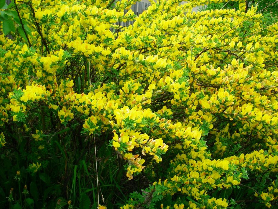 Ракитник Andreanus.