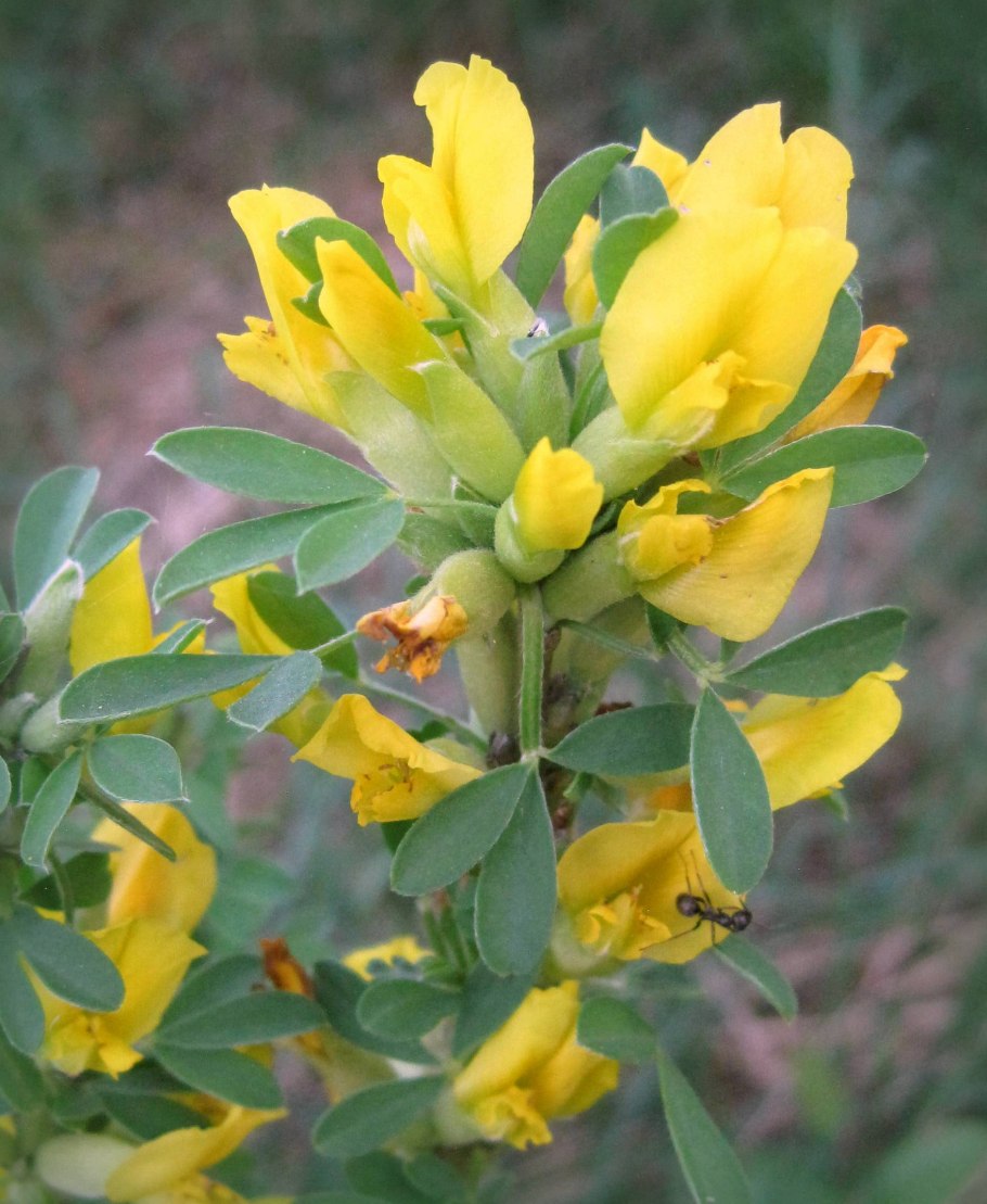 Genista monspessulana