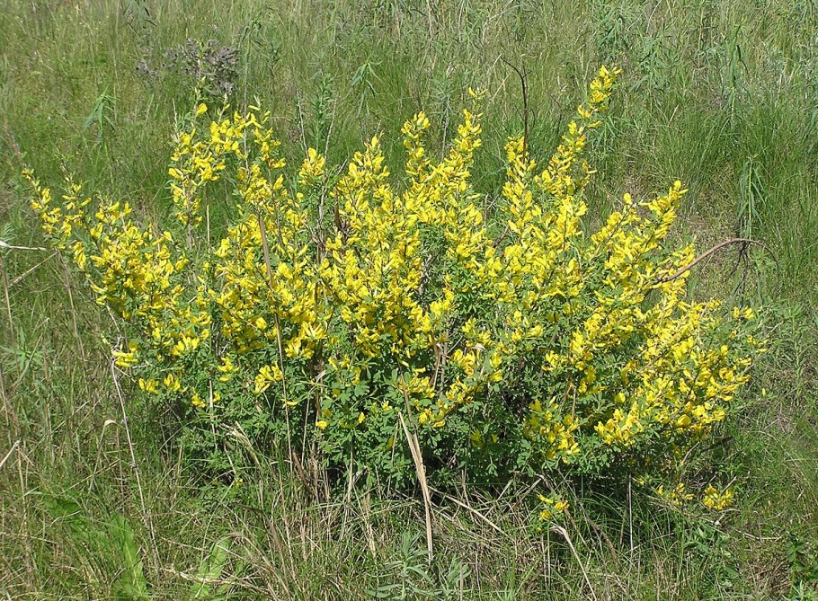 Ракитник ранний Олголд