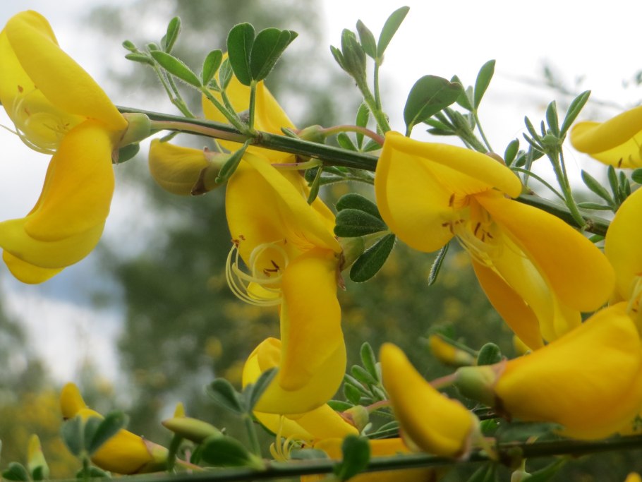 Cytisus ratisbonensis