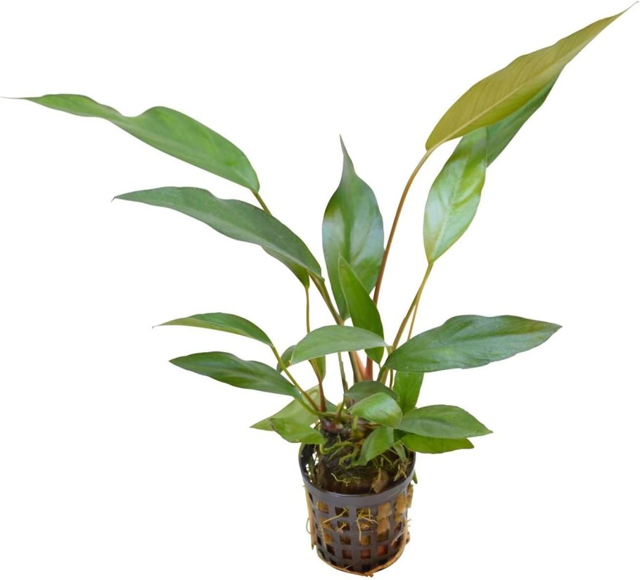 Анубиас бартери Нана-Петит