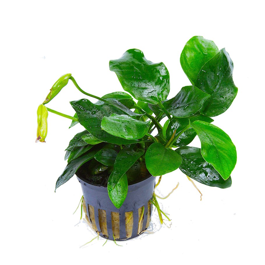 Anubias barteri var nana