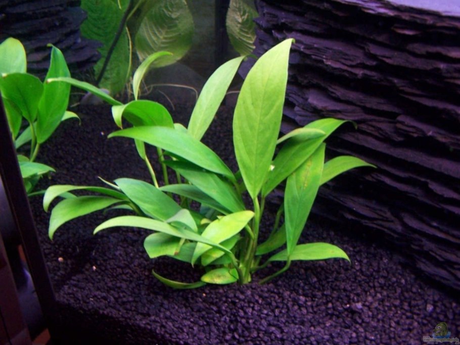 Анубиас Нана аквариумное растение