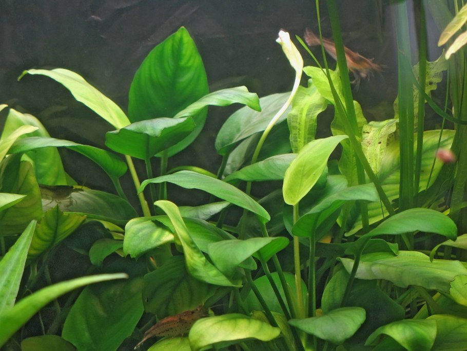 Анубиас конгенсис Anubias Congensis