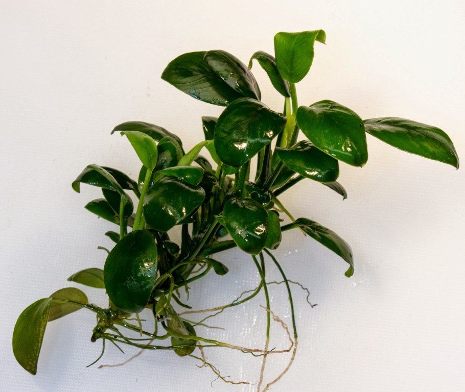Anubias heterophylla