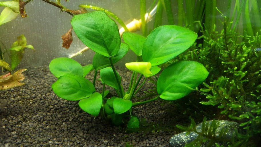 Анубиас гигантский Anubias gigantea