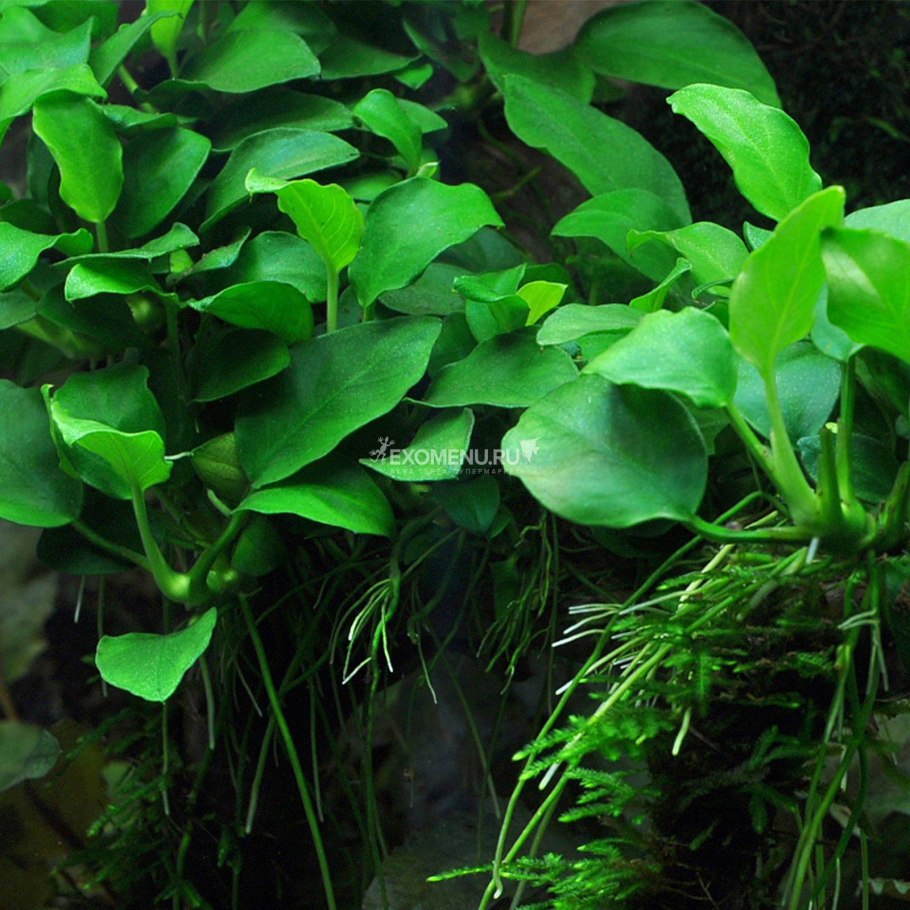 Аквариумное растение анубиас