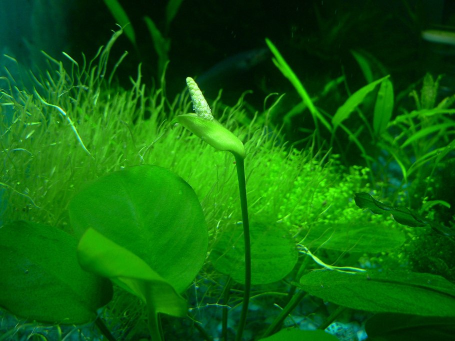 Анубиас Нана Петит