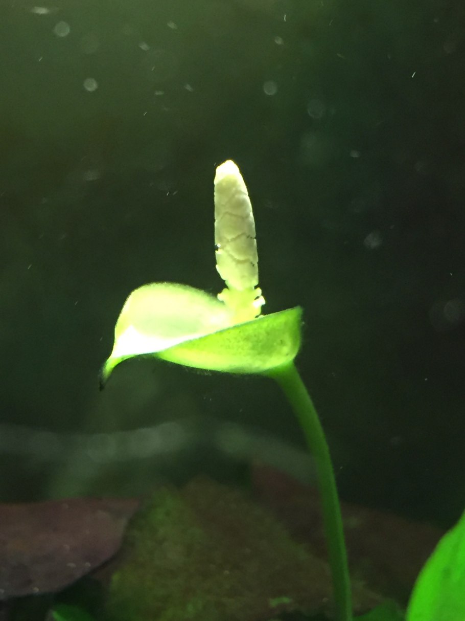 Анубиас бартера бартера