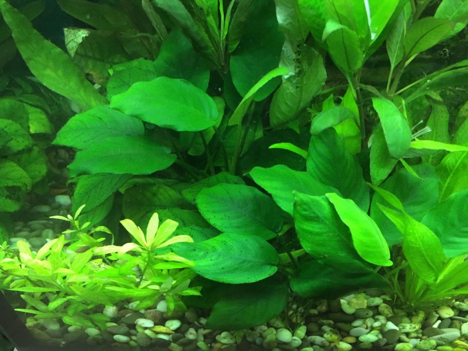 Анубиас Конго (Anubias Congensis)