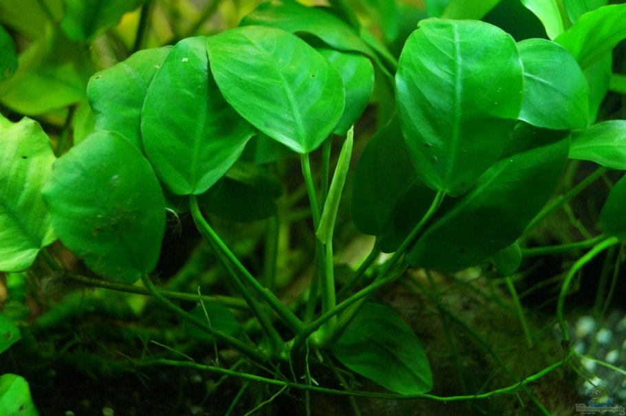 Анубиас бартери бартери