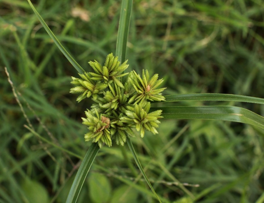 Cyperus eragrostis