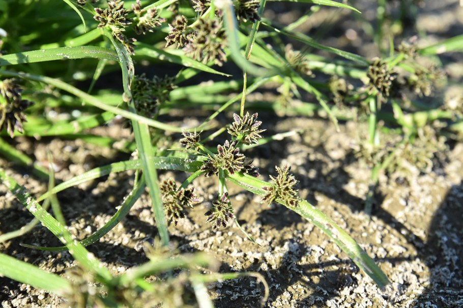 Cyperus difformis l.