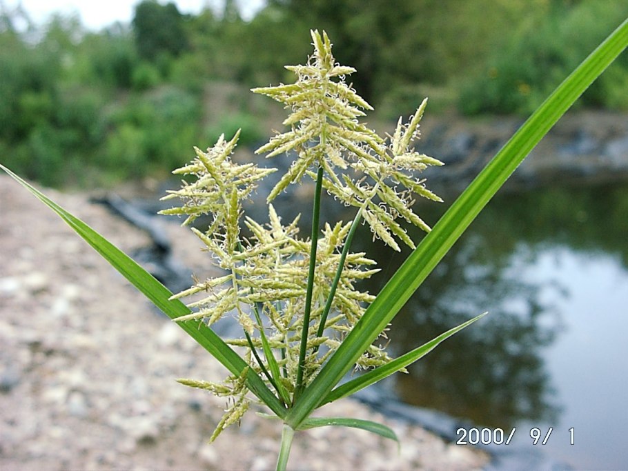 Cyperus esculentus