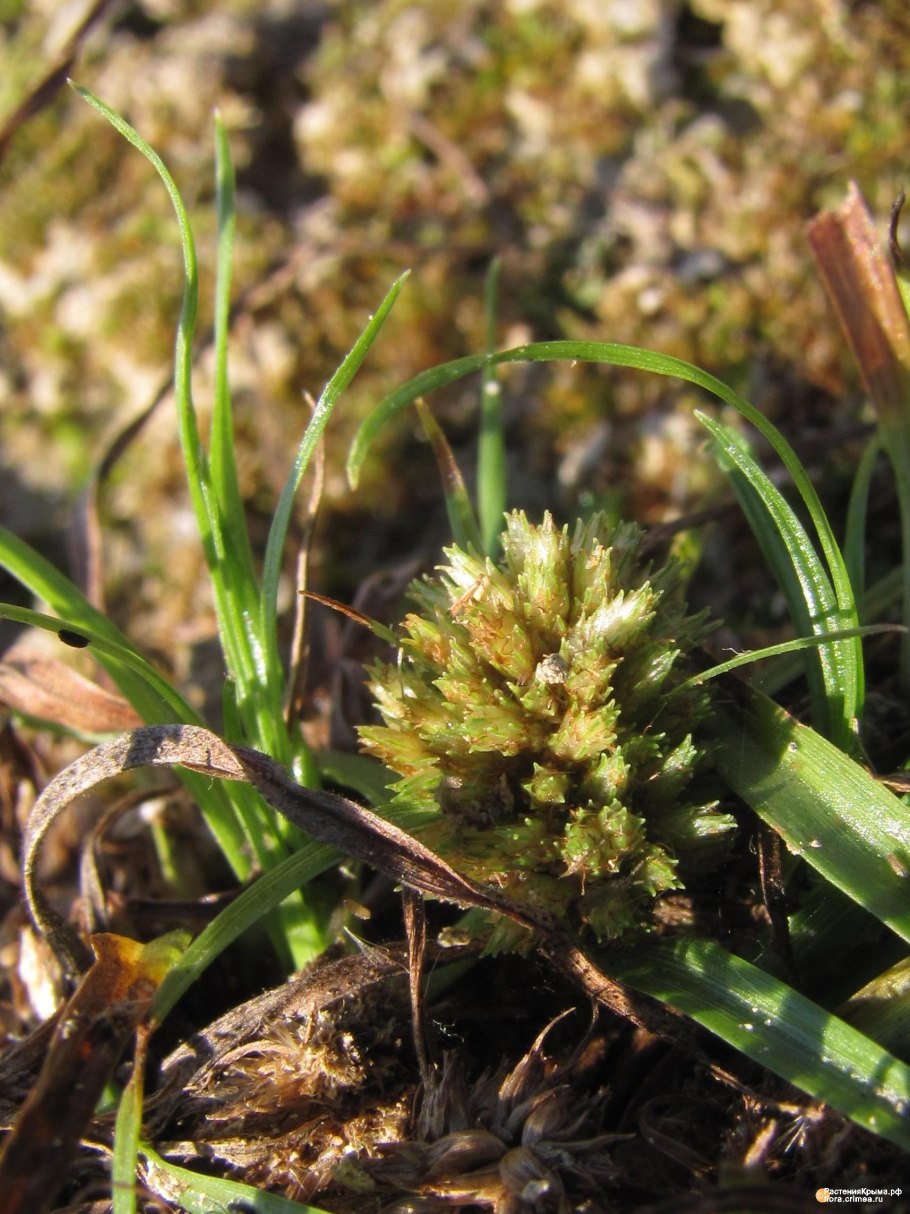 Сыть бурая Ботаническая иллюстрация