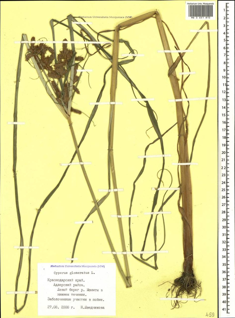 Cyperus glomeratus l. - сыть скученная
