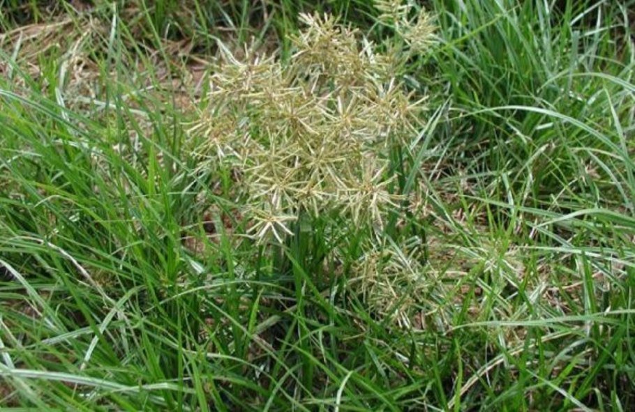 Чуфа растение