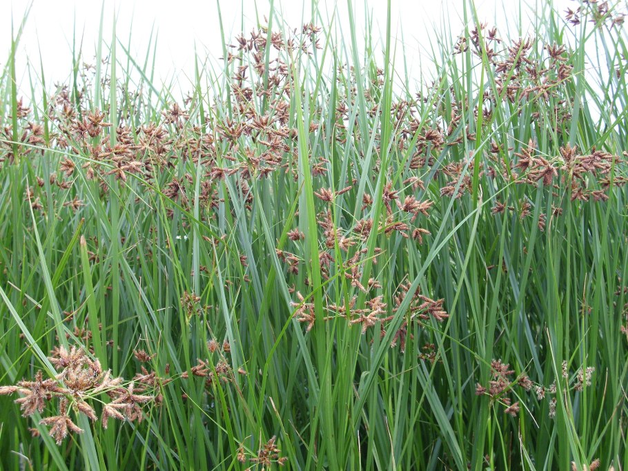 Циперус бурый