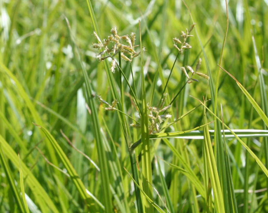 Сыть (Cyperus). Семейство осоковых.