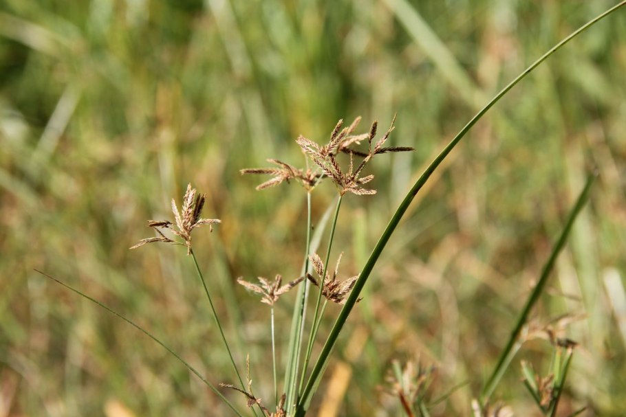 Сыть Cyperus esculentus