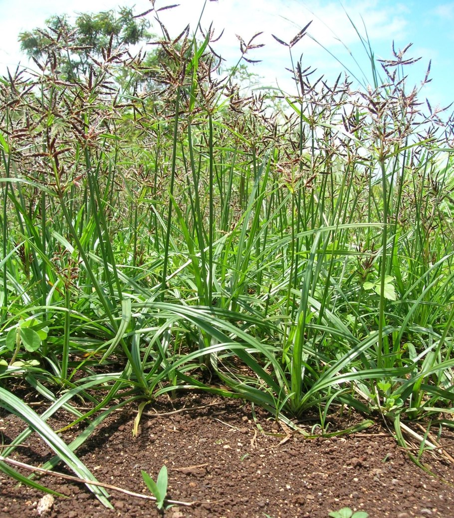 Cyperus rotundus