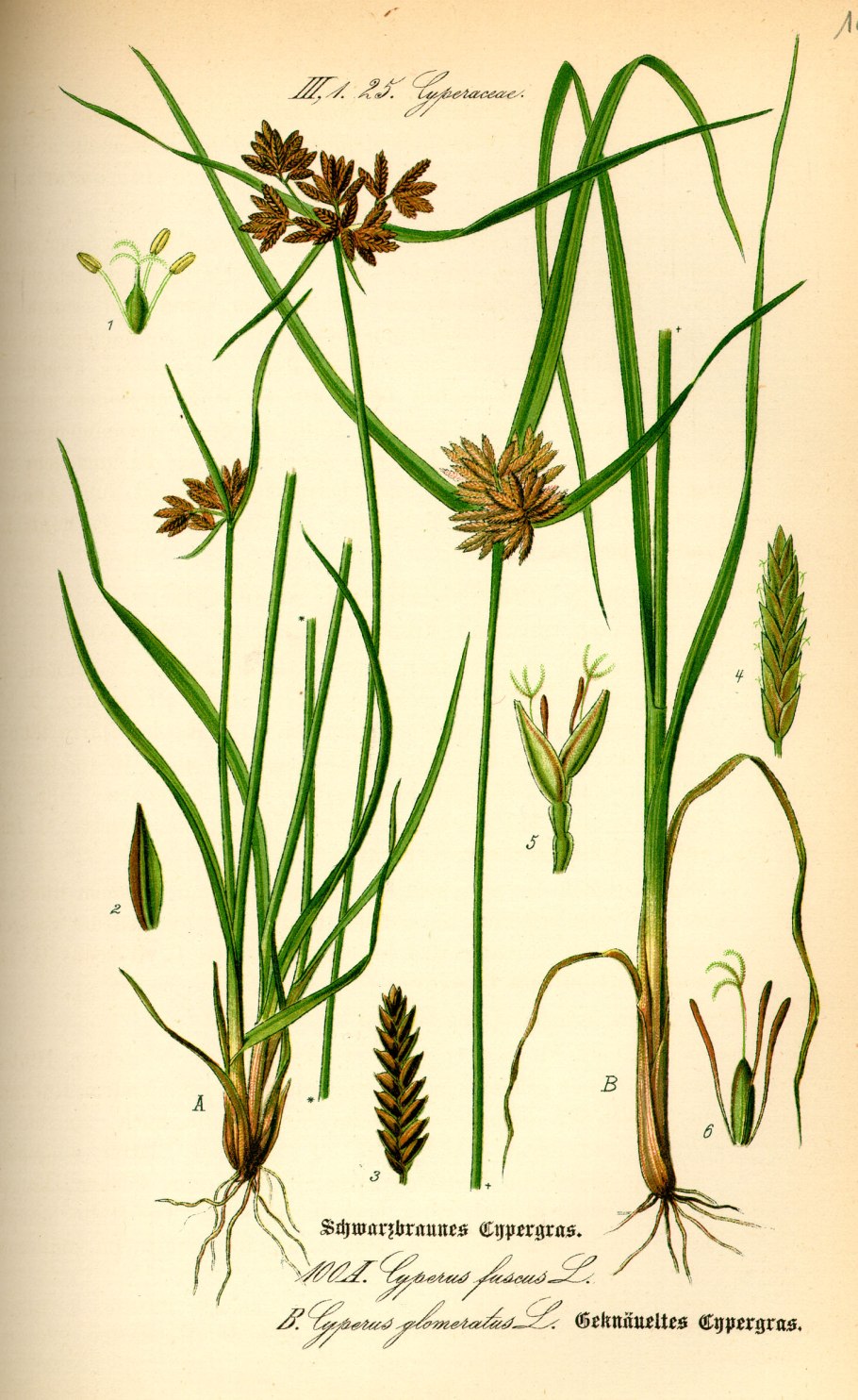 Сыть (Cyperus),