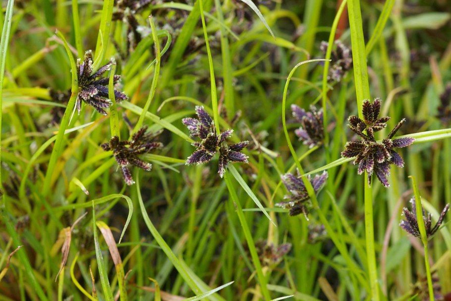 Cyperus brevifolius