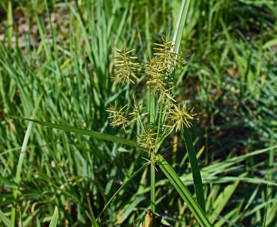 Cyperus esculentus