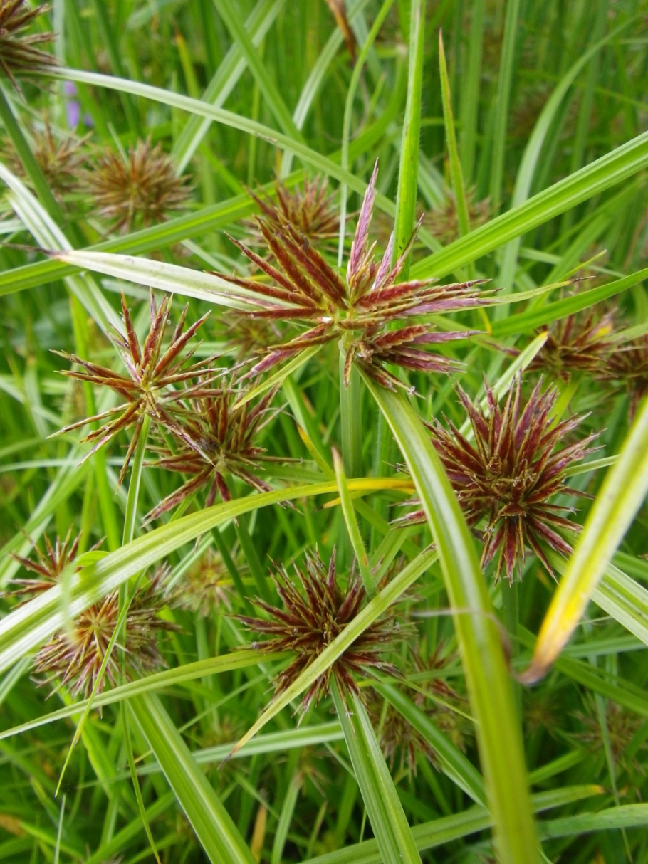 Сыть (Cyperus),