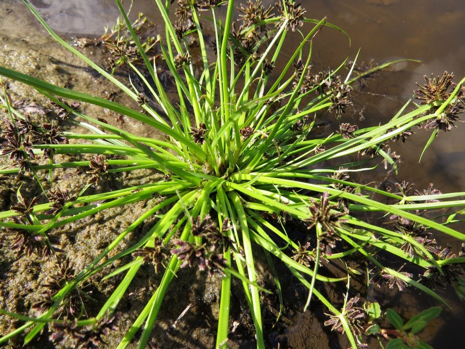 Cyperus rotundus