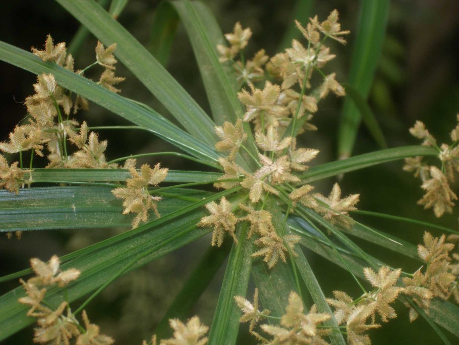 Cyperus alternifolius