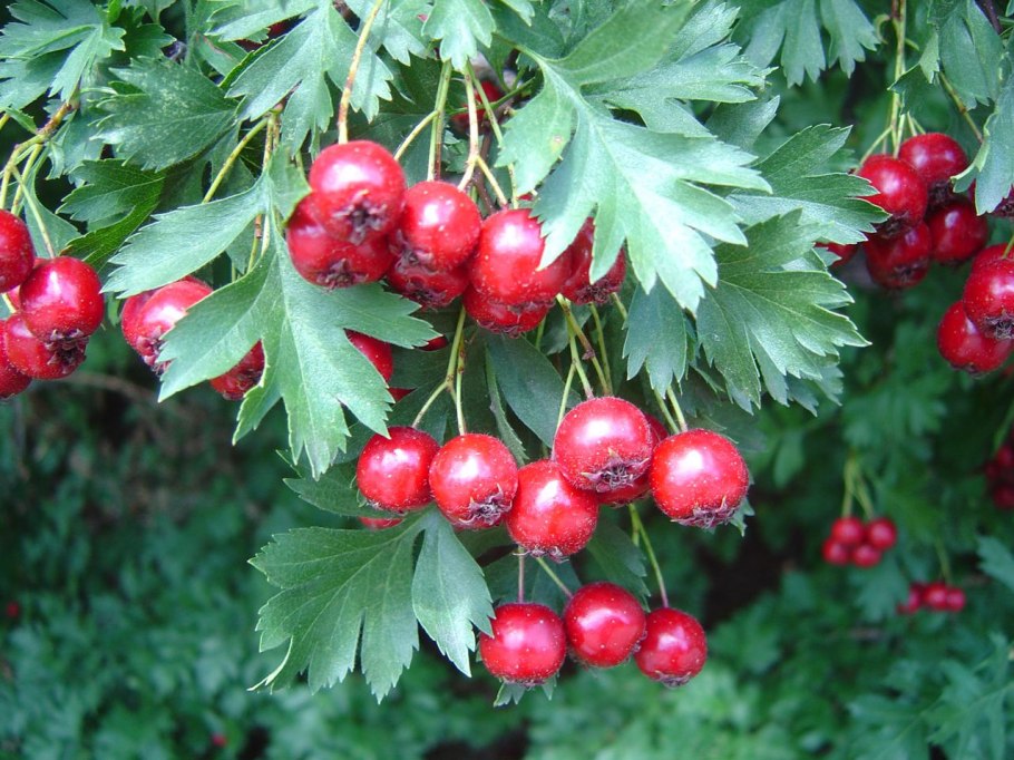Боярышник (crataegus)